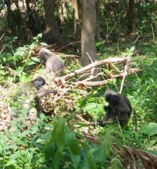 Monkeys in Tonsai Beach